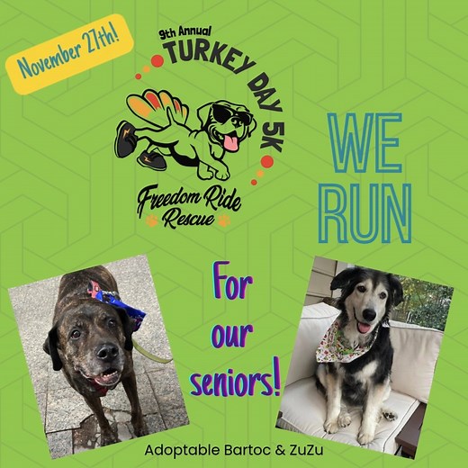 TURKEY DAY TUESDAY!! Please RUN (or walk ... or help virutally) for our SENIOR DOGS!! Some are adoptable - some will be with Freedom Ride Rescue the rest of their lives, knowing love, a full belly and with a name of their very own! Others are looking for their FURever homes! Our Turkey Day 5K is Thanksgiving morning at White Deer and Lake Benson parks in Garner. We have a competitive and casul 5k, a one mile run/walk/meander .... and if you can't make it out, we'll mail you a shirt as a virtual 