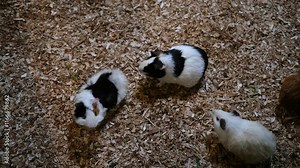 Many brown white and black guinea pigs in a cage on sawdust sit and look around. Farm and petting zoo with domestic rural animals. Cute hamsters chewing grass.