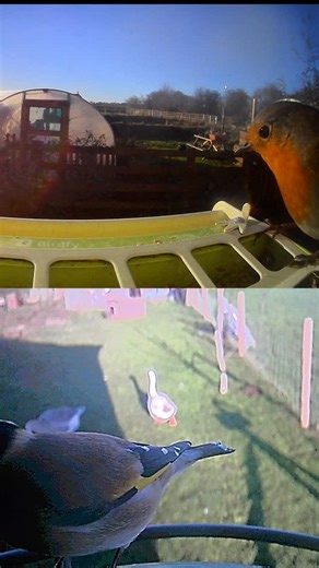 Bird enjoying winter sun | Slate House Farm