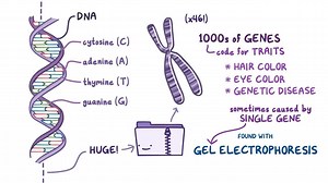 Video: Gel electrophoresis and genetic testing - Video Explanation! | Osmosis | Osmosis