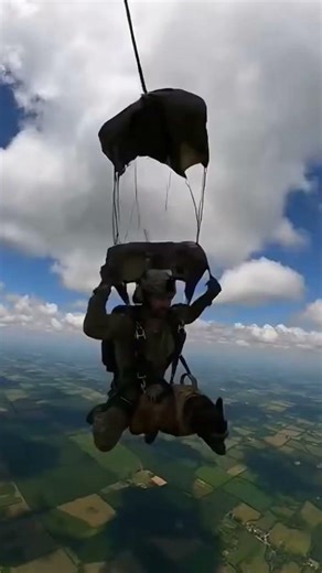 Elite K9 vs Threat | Tactical Dog Action🐕‍🦺🔥 #k9 #k9training #malinois #viral #k9unit #wildlife