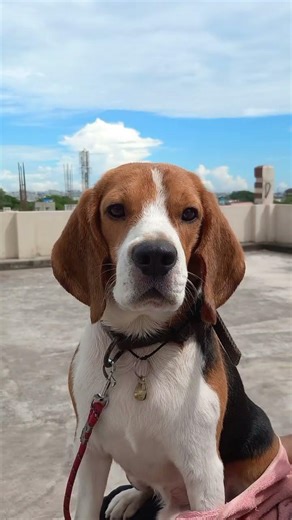 wait for the end 😎👍🐶 #dogshorts #hindufestival #telugushorts #pets #doglife #dogvideos