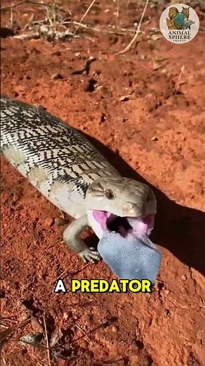 The Lizard With a Bright Blue Tongue — Blue-Tongued Skink #trending #AnimalSphere