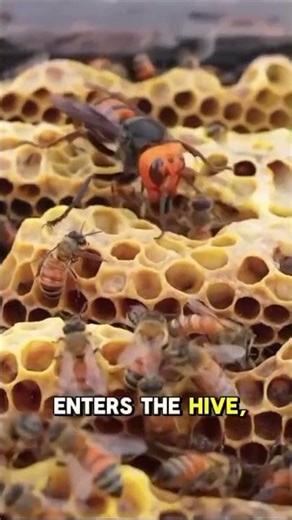 “Giant Hornet Attacks Beehive | Honey Bees Fight Back | Real Nature Battle”