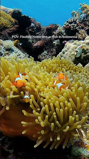 Finding Nemo in Real Life 🐠 | Komodo Luxury Yacht Charter