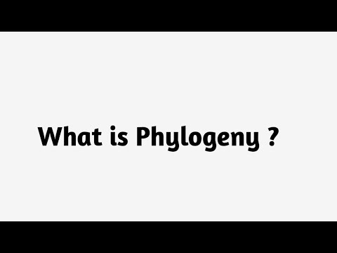 What is Phylogeny ?
