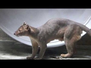 Fossa & Enrichment at Cleveland Metroparks Zoo