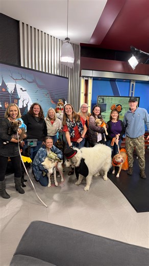 1.2K views · 113 reactions |  Thank you to @accesscarolina_gvl for inviting our Squad fosters to the studio today for a special Halloween feature!  We had an absolute blast — and so did our pups! 殺 | Dog Squad | Facebook