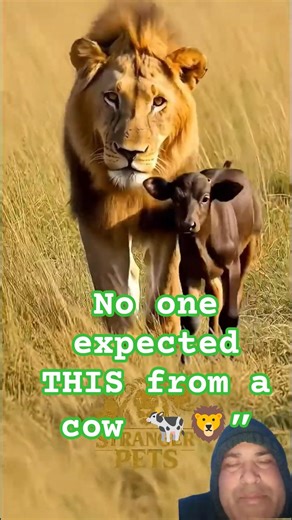 The Day a Cow Protected a Lion 🐄🦁 | Shocking Jungle Story #shorts