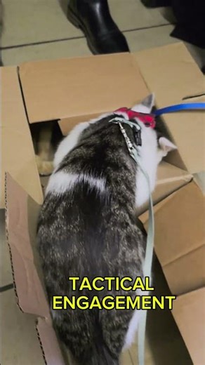 SYSTEM CAT LOG #017 - BOX FIGHT I: Enemy detected inside #catshorts #cat #catvideos #funny