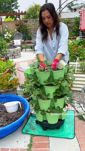 Growing Strawberries in GreenStalk Vertical Gardens