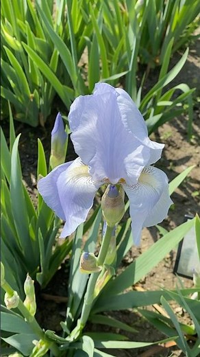 【ジャーマンアイリス】愛知県植木センター2026年4月下旬short