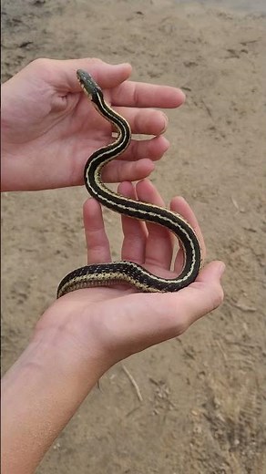 Beautiful Common Garter Snake(Thamnophis sirtalis) #snake #animal #herping watch the full analysis!