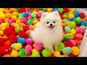 犬の楽園で大はしゃぎするポメラニアン