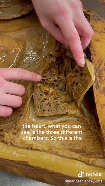 Exploring the Intriguing Anatomy of Oceanic Sunfish Heart