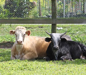 Cows - South Florida SPCA Horse Rescue