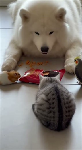 Who broke the package Puppy says not me Pawfect excuse #puppies #funnydogs #pets