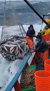 “Sharks Bite the Nets Like It’s Nothing!”#NetShredded #SharkStrength #WildOcean | Fishing skills