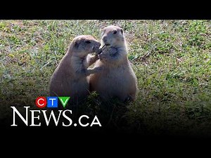 Winnipeg using controversial population control methods for prairie dogs