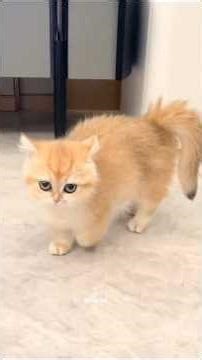 So Cute So Angy 😆 #cats #kittens