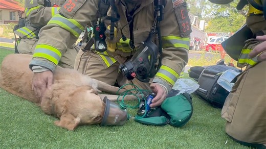 12K views · 440 reactions | A paws-itive story to end the day.  CSFD...