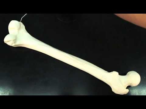 Exploring the Femur: The Strongest Bone in Your Body! 🦴 #Anatomy