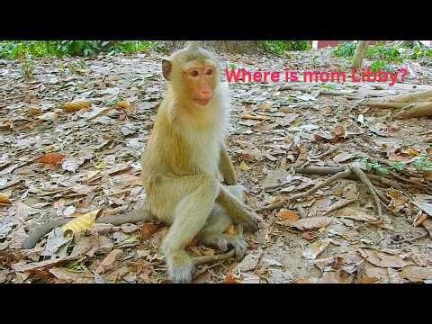 Now, monkey Rainbow is missing mom Libby and baby Levy.