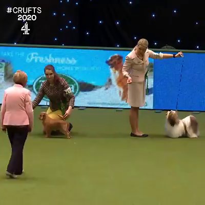 121K views · 3.3K reactions | The winner of the Toy Group at Crufts 2020 is Pablo the Bichon Frise!  | Crufts | Facebook