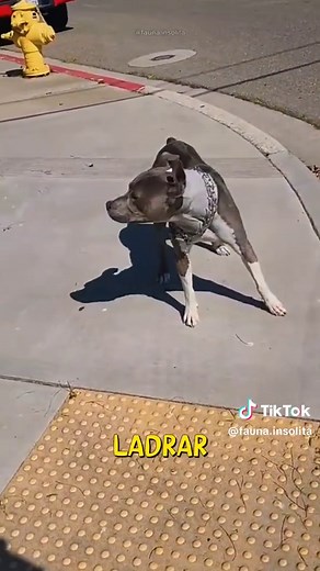 el pitbull no supo cómo actuar ante la reacción del hombre. #perros #pitbull