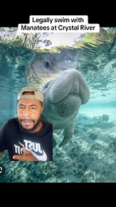 45K views · 1.3K reactions | Crystal River Florida is the only place you can swim with Manatees legally #florida #crystalriver #manatees #foryou #fypシ゚ | The Hughley’s | Facebook