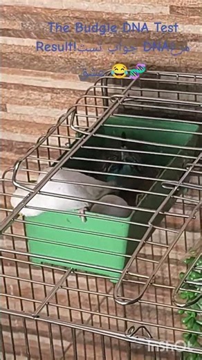 The Budgie DNA Test Result!🦜🐓!!!!
