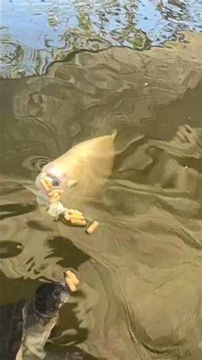 FEEDING MY ALBINO PIRANHA ￼