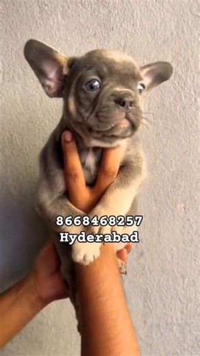 Super Quality French Bulldog puppies in Hyderabad Bangalore Chennai Mumbai India #frenchbulldog #pet