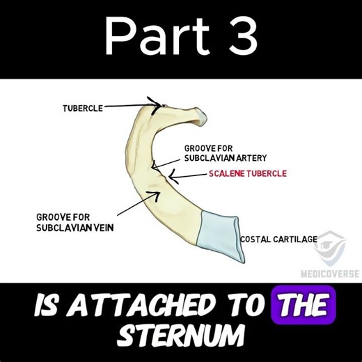 Rib Anatomy You Actually Need to Know | Part 3 #anatomy #doctor #mbbs