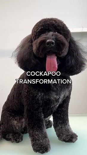 George the Cockapoo Transformation