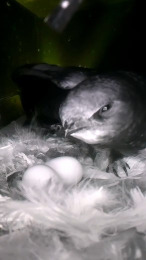 126K views · 3.6K reactions | Swift chicks are due at any moment. It sure looks hot in there 諸掠 #wildlife #birdwatching #nature #birdhouse #birds | Nest Box Live | Facebook