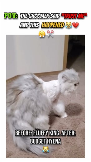 Cats With The Worst Haircuts – Try Not To Laugh Challenge! 🦁🐈 #shorts