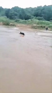 Yadlindodemnyama windoda sani | Izingonyama Media