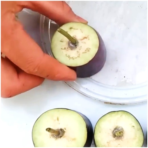 136K views · 713 reactions | Great technique on growing veggies & fruits  | MetDaan Tips | Facebook