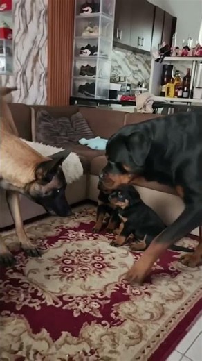 Fear Is Not in Their Vocabulary #dog #shorts #shortvideo #belgianmalinois