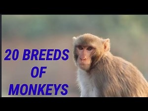 20 breeds of monkey||🐒 🐒 🐒||monkey species|| the information hunt