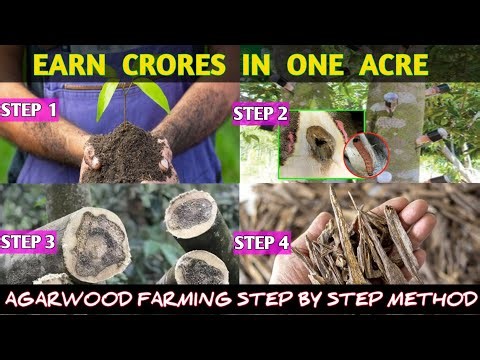 Unlocking the Secrets of Agarwood: From Plantation to Liquid Gold (Oudh) ‪@AssamNurserylive‬ #agarwood