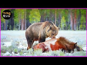 史上最悪のクマの襲撃がカメラに捉えられる！その後どうなる？| 野生動物