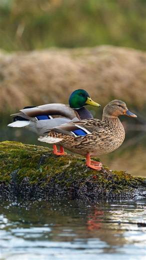 2.2K views · 44 reactions | Mallard ducks have a wild love life 閭 #mallard #mallards #mallardduck #mallardducks #duck #critter #bird #reels | Critters On Demand | Facebook