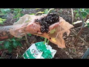 Air Layering a Rainbow Eucalyptus Part 1! Clone any tree! Fruit or shade