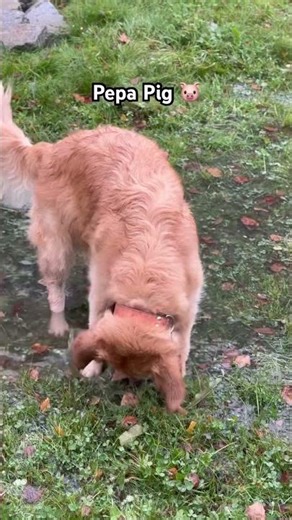 Pepa pig! #dogs #goldenretriever #puppy #comedy #funny #funnydogs #pets