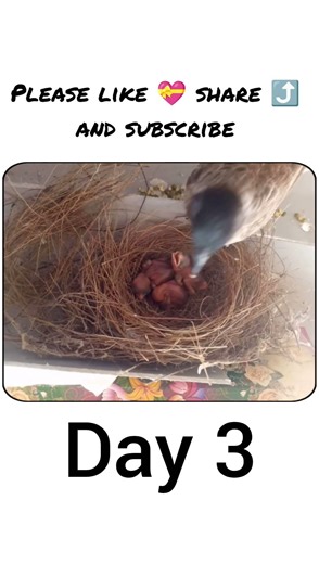 Red Vented bulbul baby day 3 (15) #shorts #viral #newtrend #explore #bulbul #redventedbulbul #birds