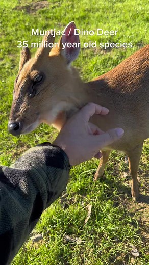 Muntjac Deer: The Dino of the Deer World