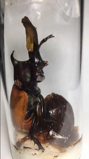 カブトムシの羽化【蛹から成虫になる瞬間】