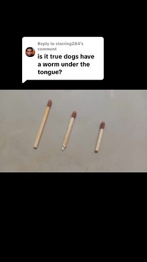 A worm under dog or puppy's tongue. #worms #tongue #puppy #dogsofttiktok #dogowner | Puma's Kennels 18yrs